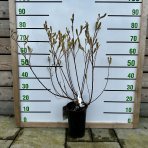 Vŕba štíhlopestíková (Salix gracilistyla) ´MOUNT ASO´® - výška 100-150 cm, kont. C4L